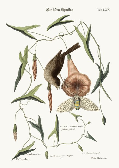 The Little Sparrow, 1749-73 by Mark Catesby